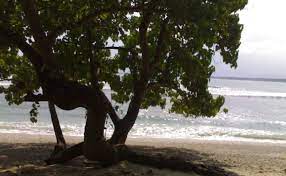 Tanaman Untuk Konferensi Pantai